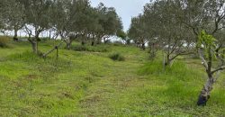 FINCA RUSTICA en venta en LEBRIJA