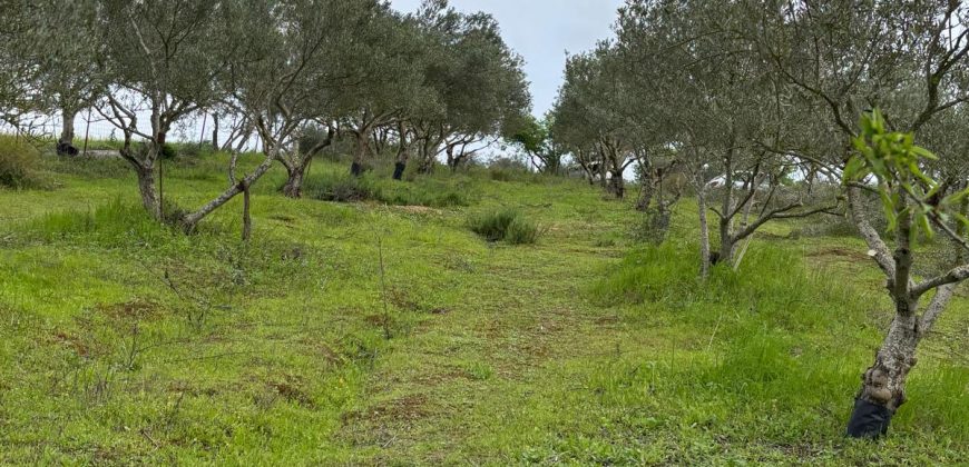 FINCA RUSTICA en venta en LEBRIJA