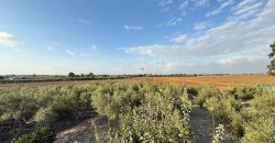 Finca rústica en venta – Zona Los Naranjos, Lebrija