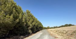 Terreno rústico en venta – Zona Balsa Melendo, Lebrija