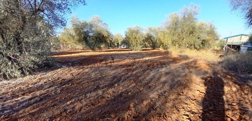 Finca rústica – Pilas