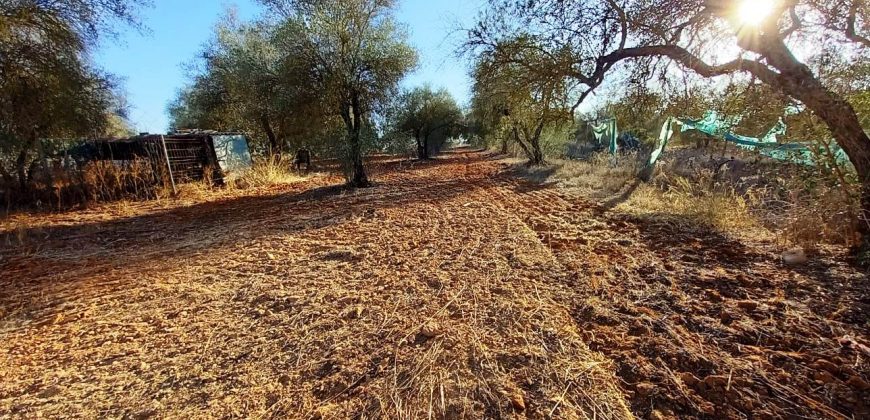 Finca rústica – Pilas