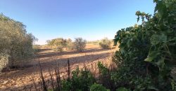 Finca rústica – Pilas