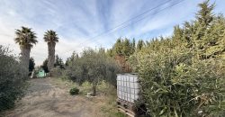 Finca rústica a pie de carretera, situada en el Camino de las Arcas, a la salida de Las Cabezas de San Juan.