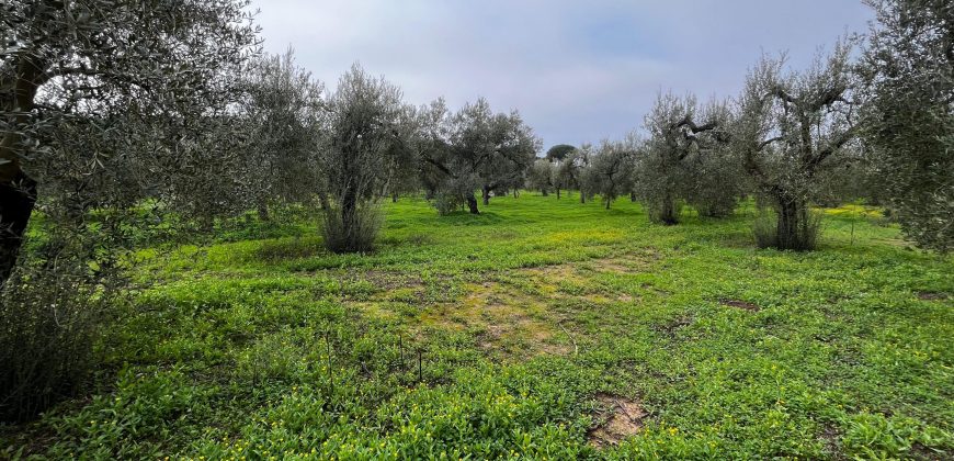 Terreno agrario – Bollullos de la Mitación