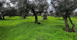 Terreno agrario – Bollullos de la Mitación