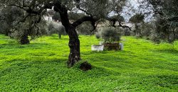 Terreno agrario – Bollullos de la Mitación