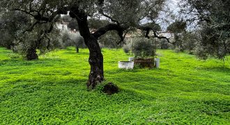 Terreno agrario – Bollullos de la Mitación
