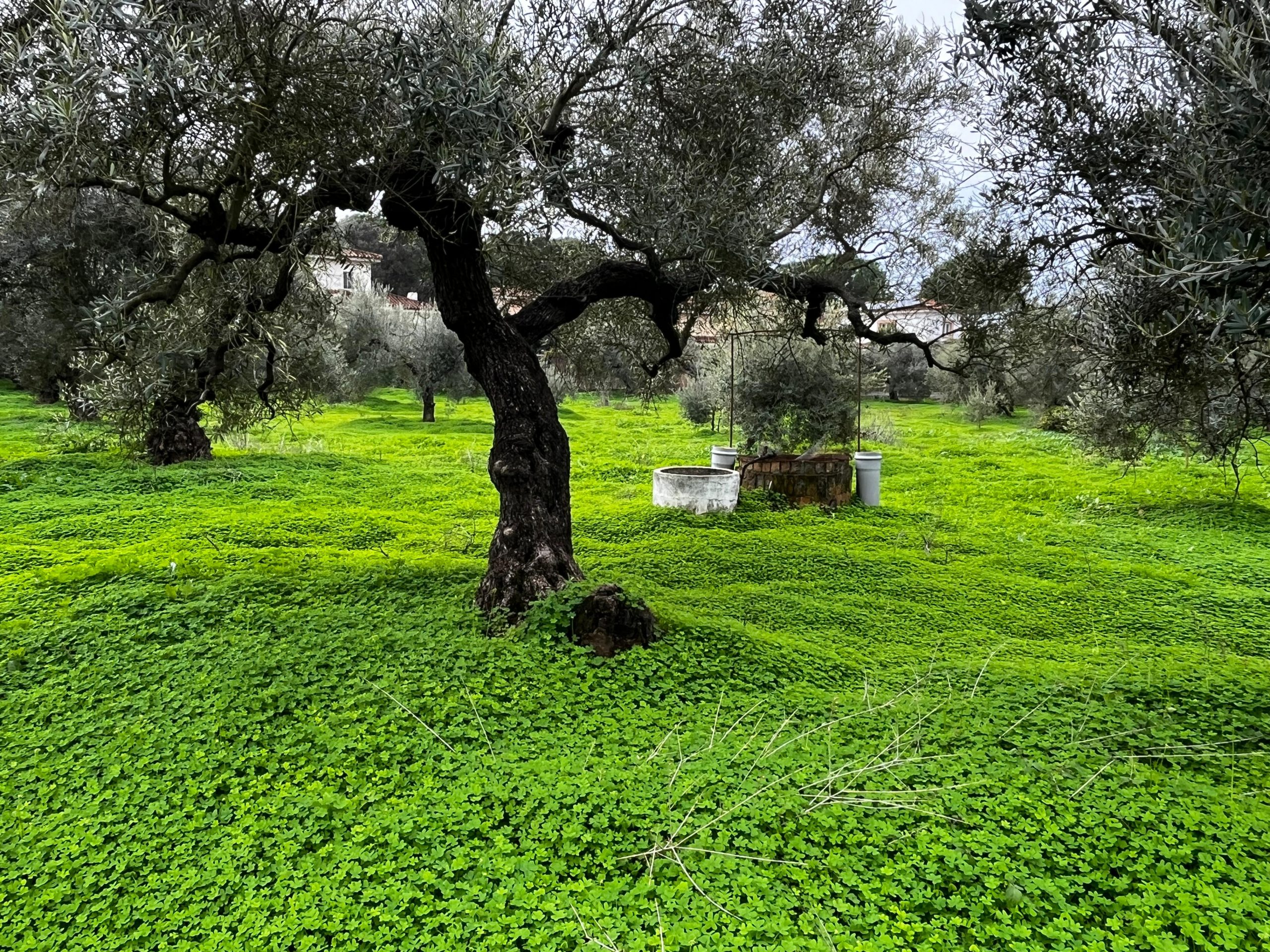 Terreno agrario – Bollullos de la Mitación
