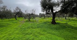 Terreno agrario – Bollullos de la Mitación