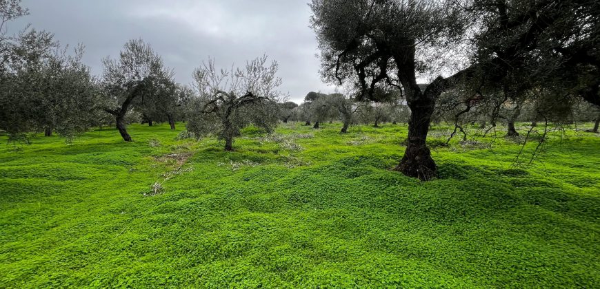 Terreno agrario – Bollullos de la Mitación