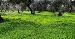 Terreno agrario – Bollullos de la Mitación