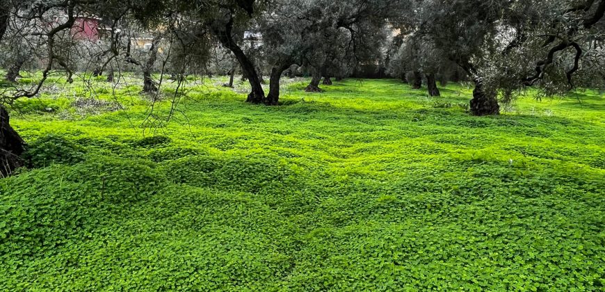 Terreno agrario – Bollullos de la Mitación
