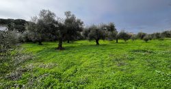 Terreno agrario – Bollullos de la Mitación