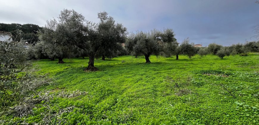 Terreno agrario – Bollullos de la Mitación