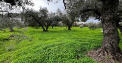 Terreno agrario – Bollullos de la Mitación