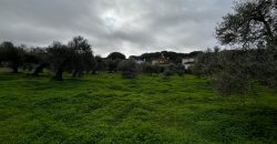 Terreno agrario – Bollullos de la Mitación