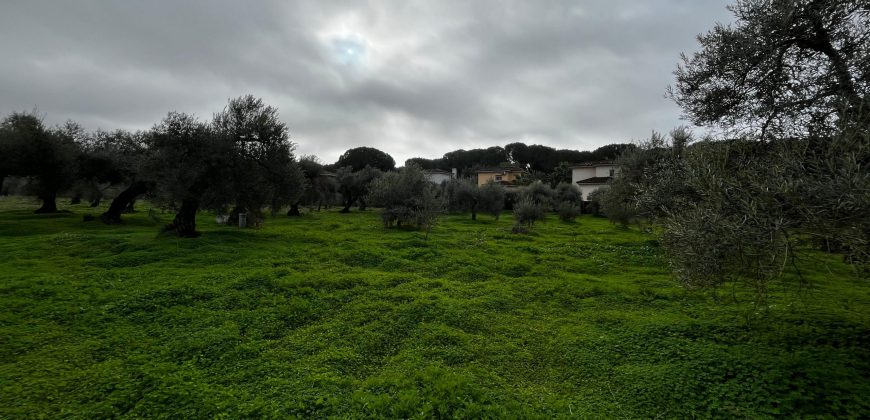 Terreno agrario – Bollullos de la Mitación