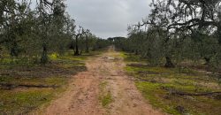 Terreno agrario – Bollullos de la Mitación