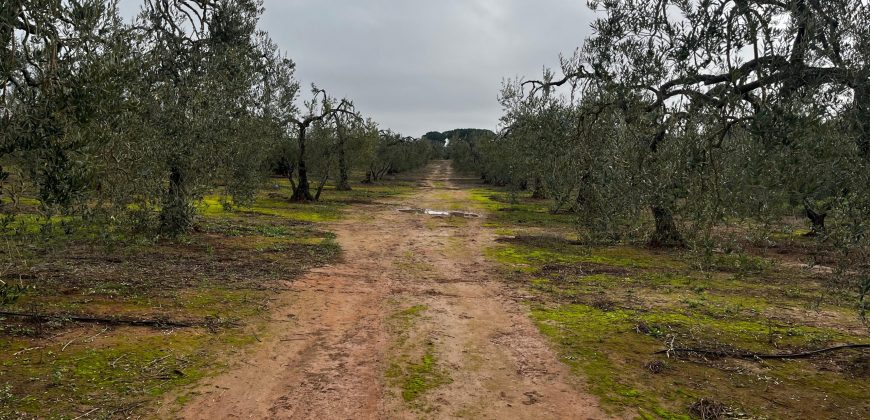 Terreno agrario – Bollullos de la Mitación