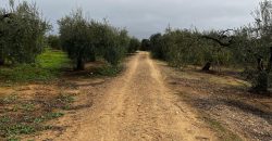 Terreno agrario – Bollullos de la Mitación