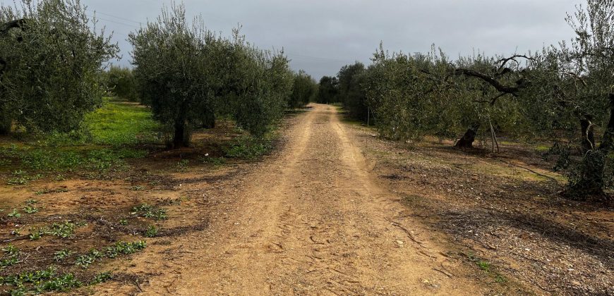 Terreno agrario – Bollullos de la Mitación