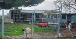 Finca rústica -Bollullos de la Mitación