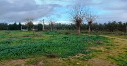 Finca rústica -Bollullos de la Mitación