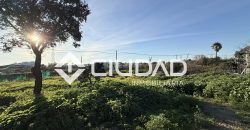 Campo en zona Toyón – Cerca de la Feria (El Cuervo)