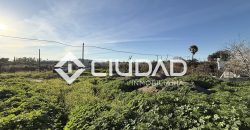 Campo en zona Toyón – Cerca de la Feria (El Cuervo)