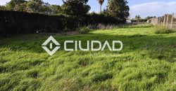 🌿 Campo en venta en la zona de Laguna Toyón, El Cuervo (Sevilla)