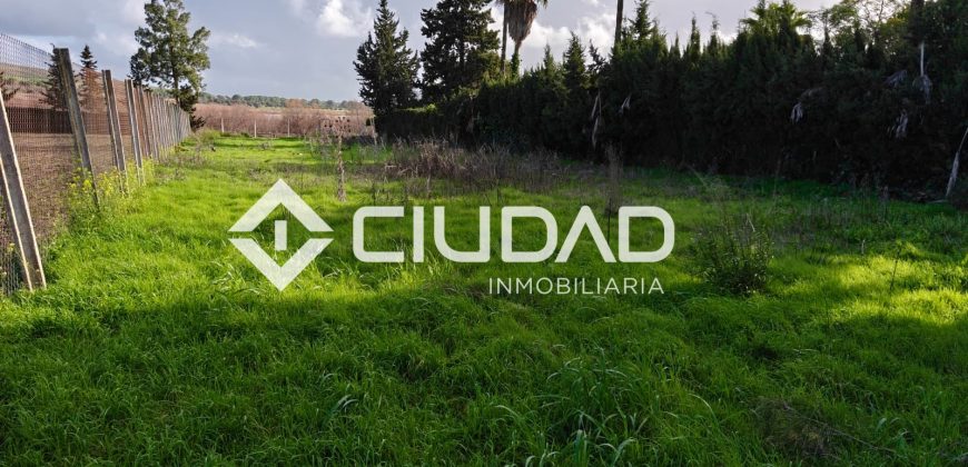🌿 Campo en venta en la zona de Laguna Toyón, El Cuervo (Sevilla)
