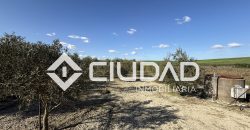 Campo en venta – Camino Bajo Guía