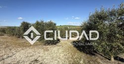 Campo en venta – Camino Bajo Guía