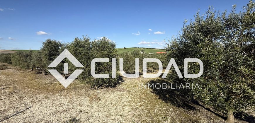 Campo en venta – Camino Bajo Guía