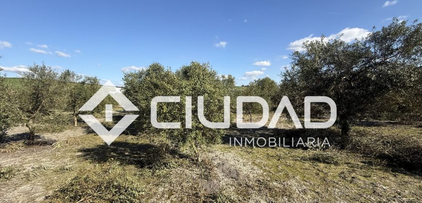 Campo en venta – Camino Bajo Guía