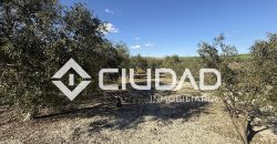 Campo en venta – Camino Bajo Guía