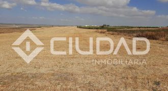 Parcela de secano – Zona Loma de Overo