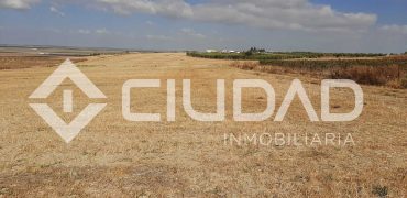 Parcela de secano – Zona Loma de Overo