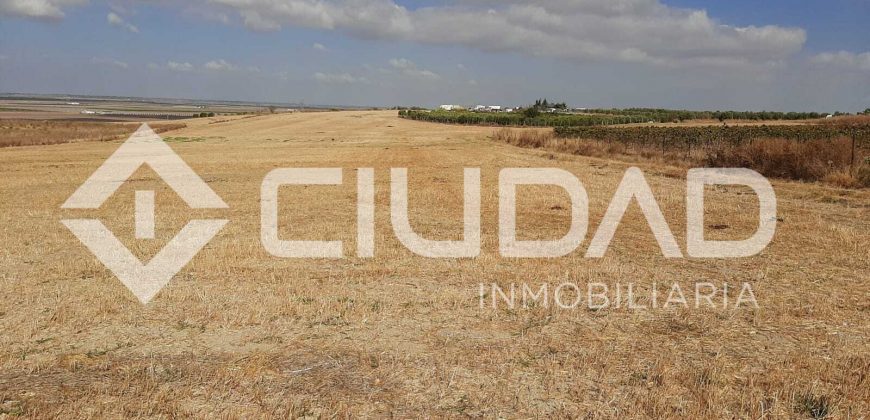 Parcela de secano – Zona Loma de Overo