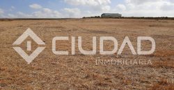 Parcela de secano – Zona Loma de Overo