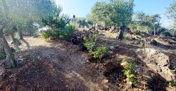 Finca rústica – El Pedroso