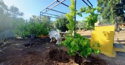 Finca rústica – El Pedroso