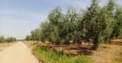 Terreno agrario – Bollullos de la Mitación
