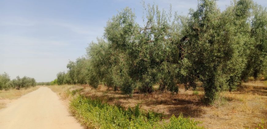 Terreno agrario – Bollullos de la Mitación
