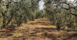 Terreno agrario – Bollullos de la Mitación