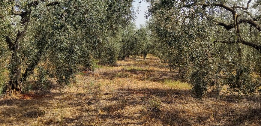 Terreno agrario – Bollullos de la Mitación