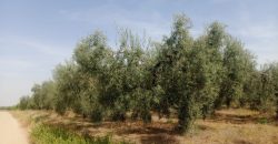 Terreno agrario – Bollullos de la Mitación