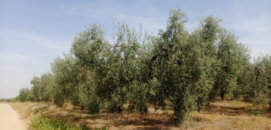 Terreno agrario – Bollullos de la Mitación