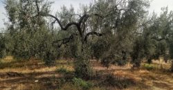 Terreno agrario – Bollullos de la Mitación